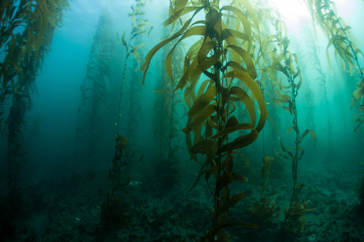 The benefits of omega-3 algae oil for kids